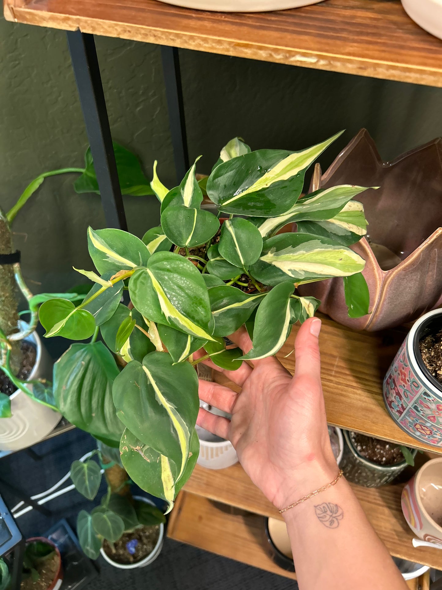Philodendron Silver Stripe 4"