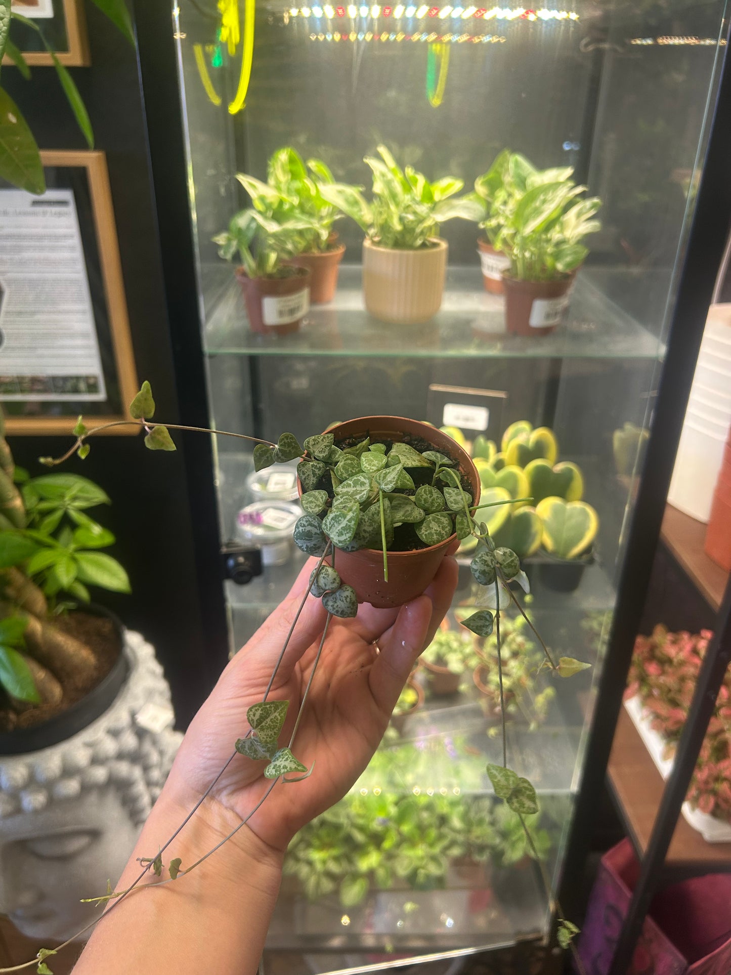2" Ceropegia woodii (String of Arrows)