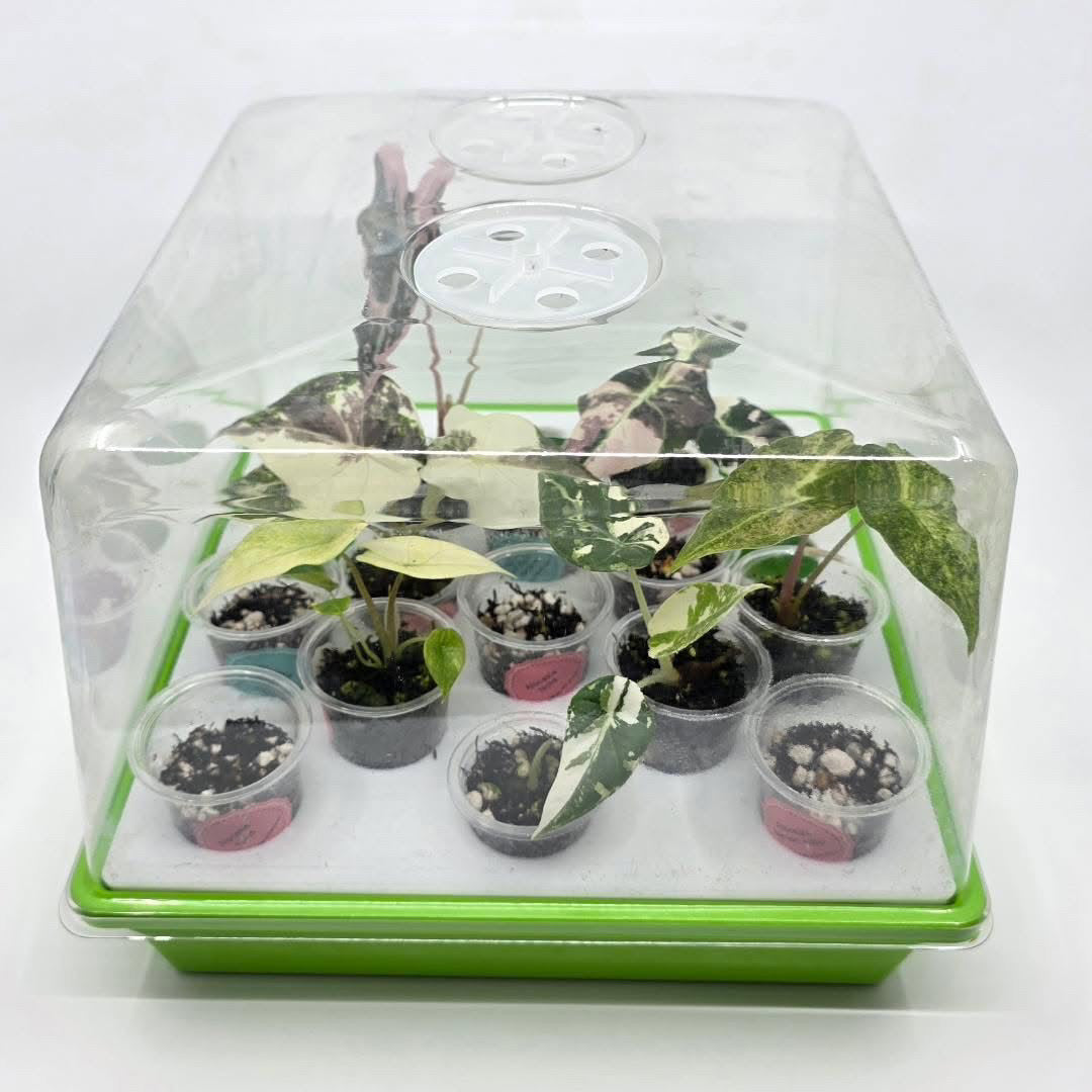 Red Hen Deluxe Greenhouse Kit