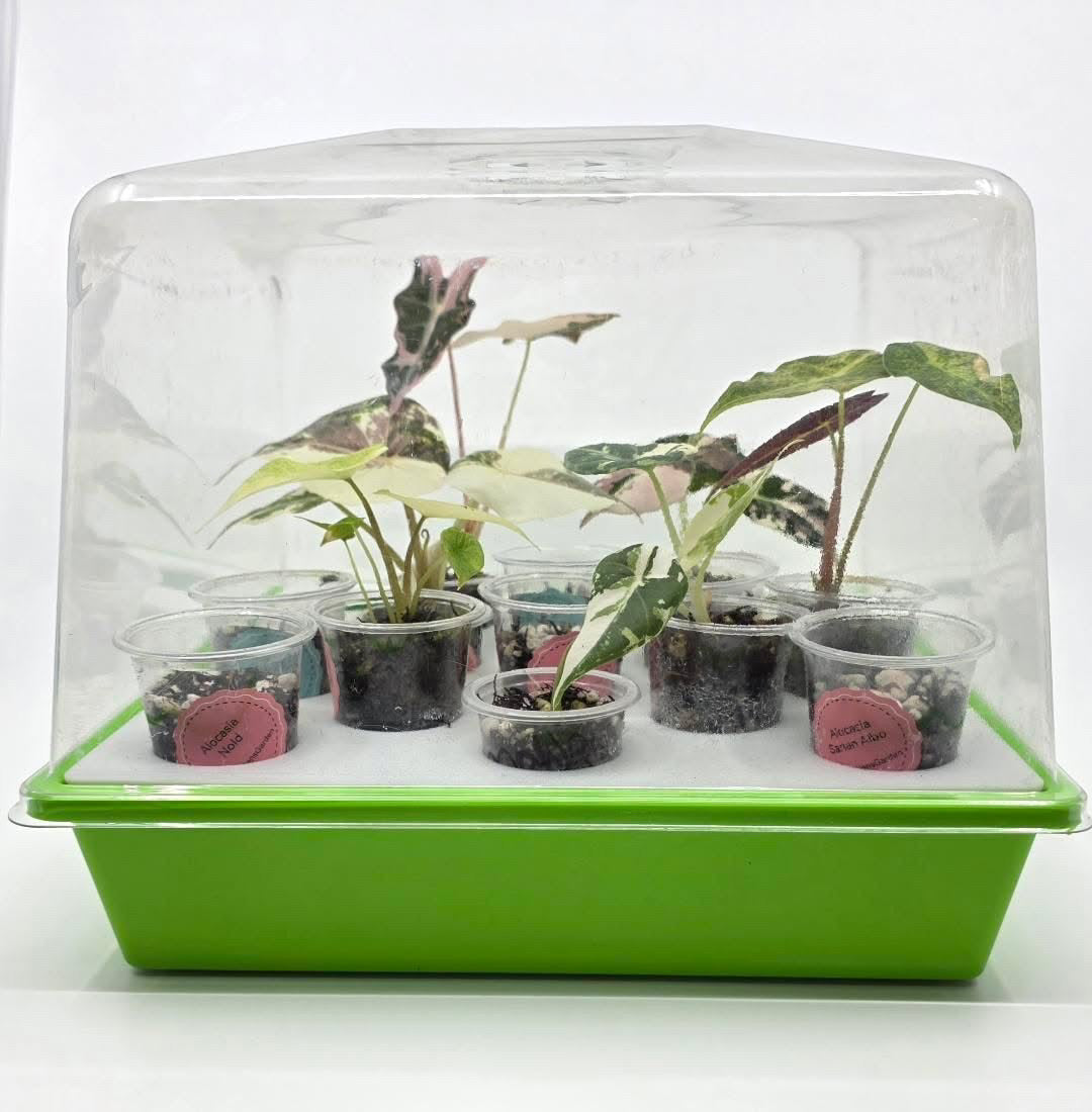 Red Hen Deluxe Greenhouse Kit