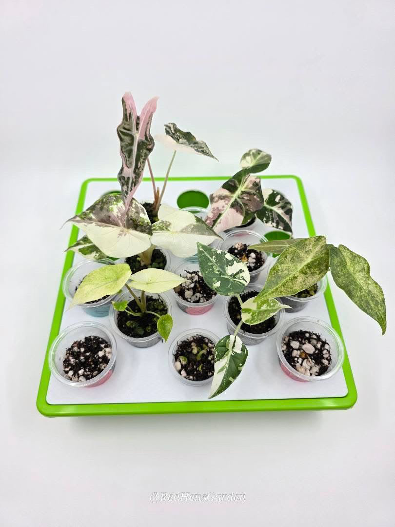 Red Hen Deluxe Greenhouse Kit