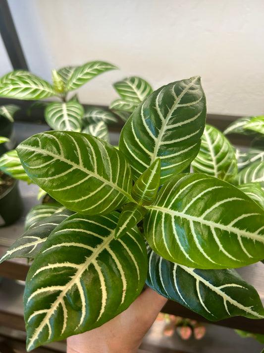 Zebra Plant 4"