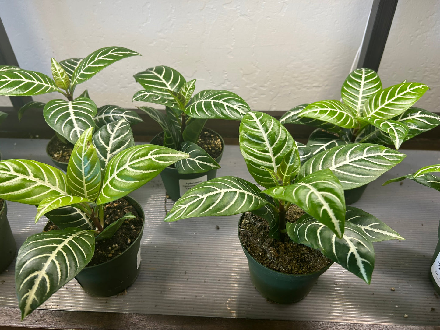 Zebra Plant 4"