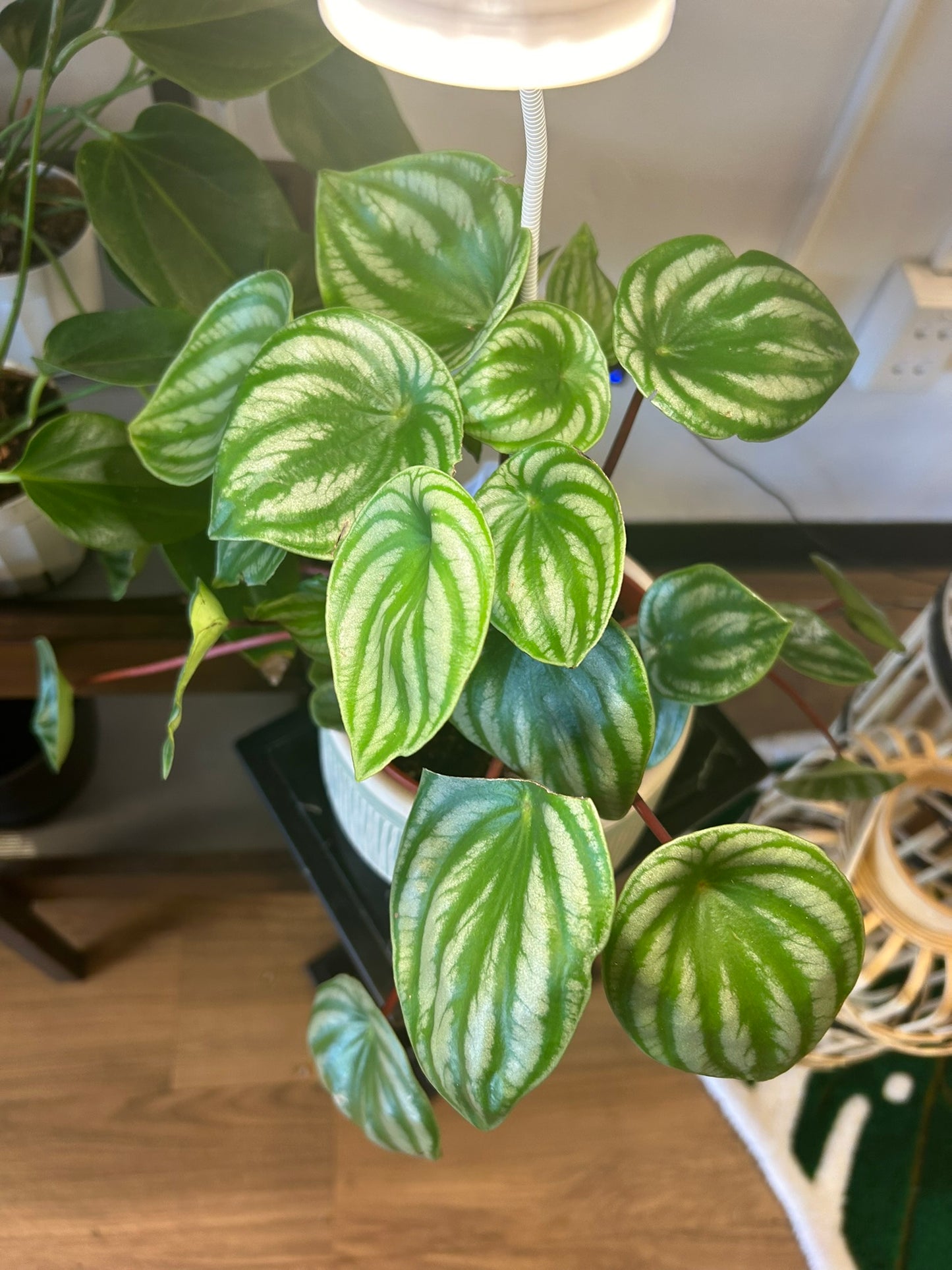 Chinese Money Plant 6"