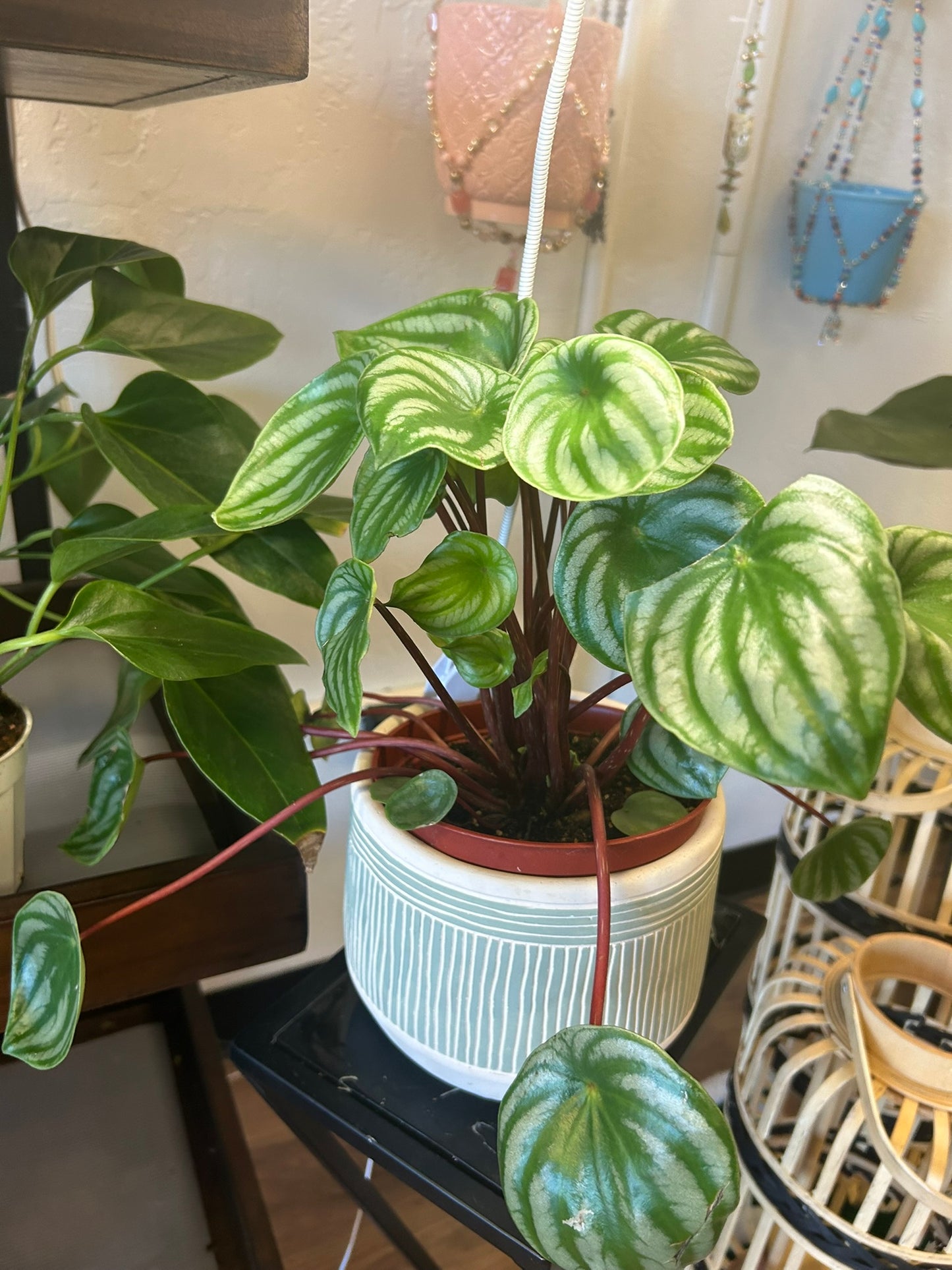 Chinese Money Plant 6"