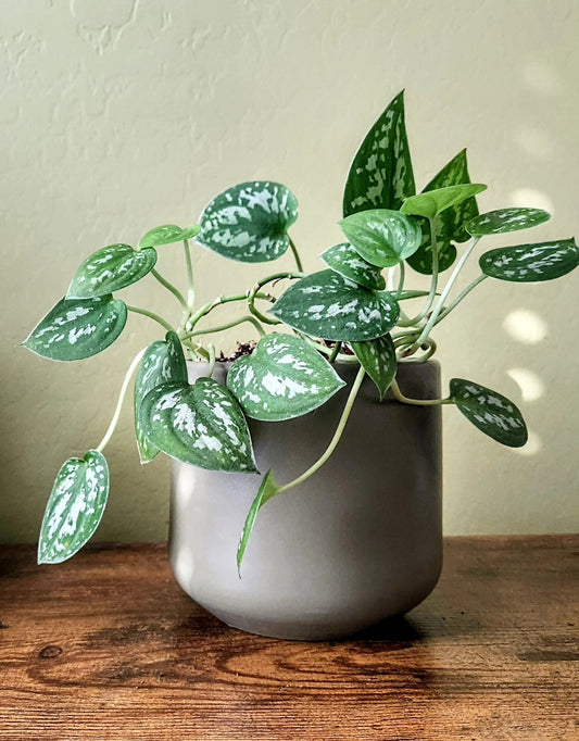 Houseplants 101