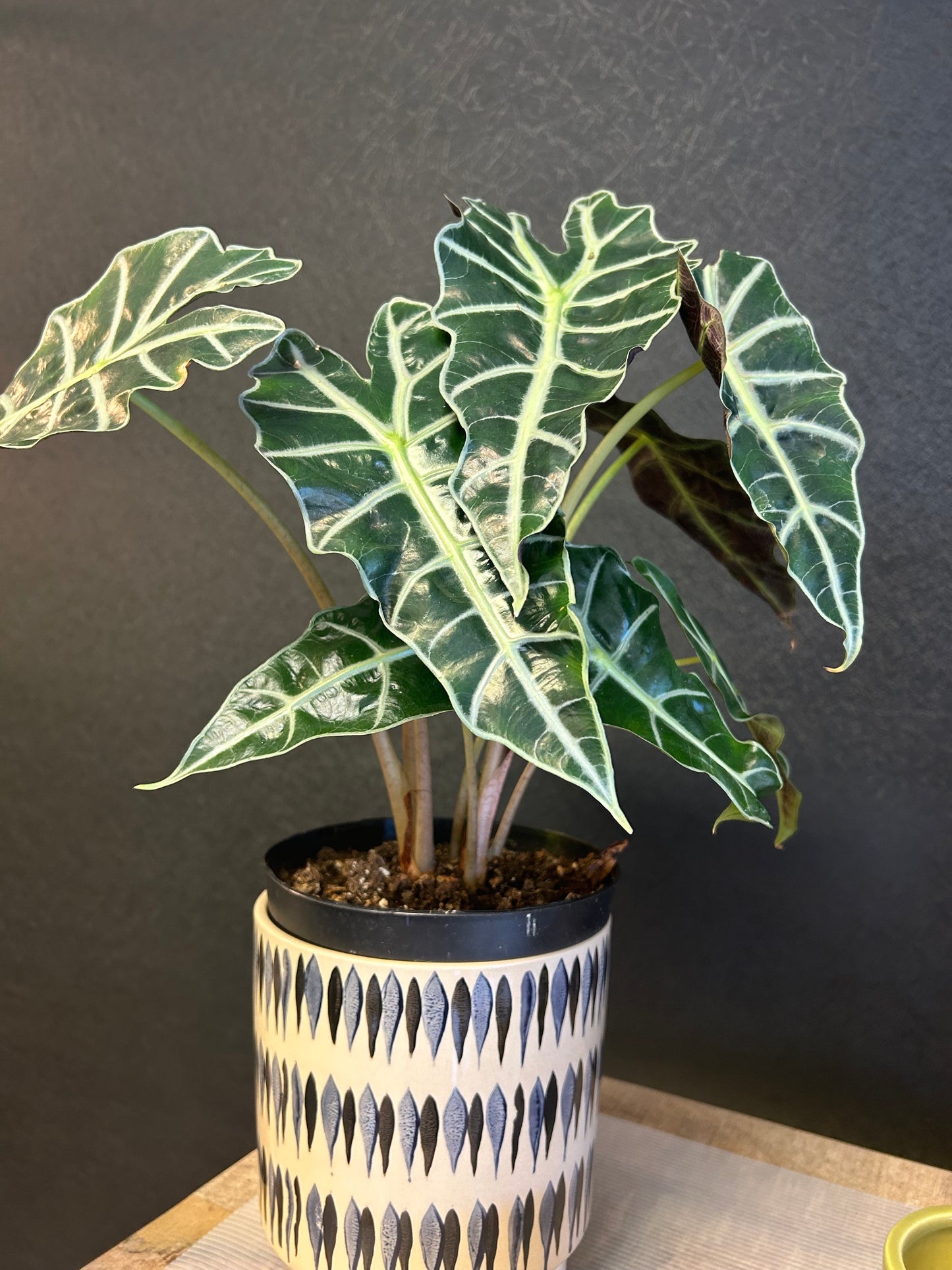 Alocasia African Mask 6"