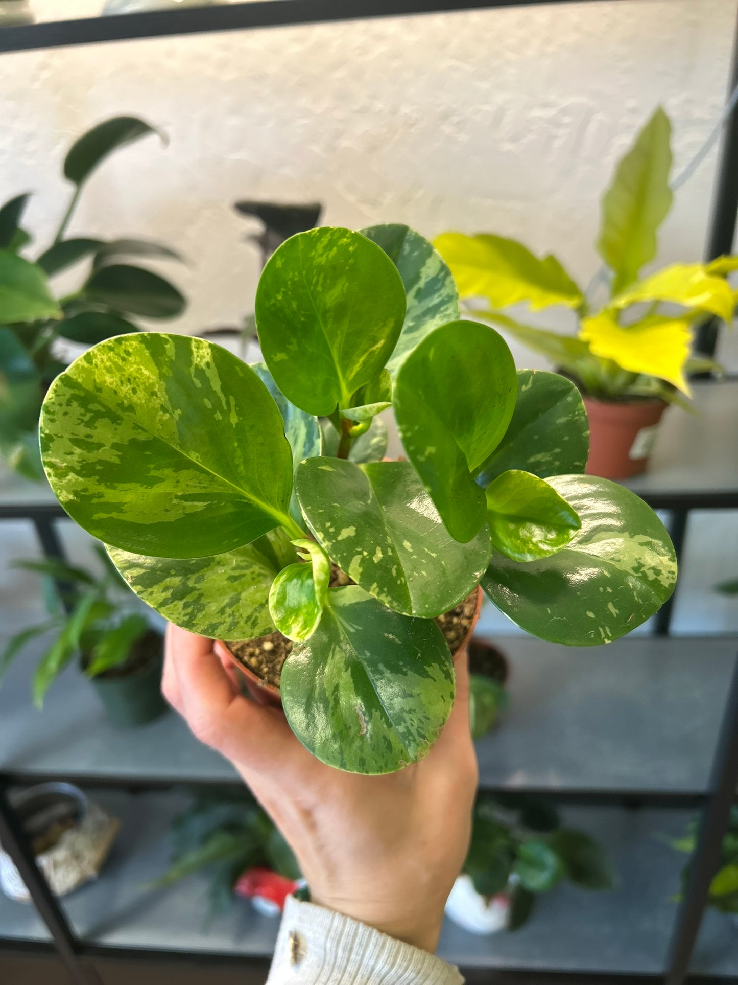 4" Peperomia Marble