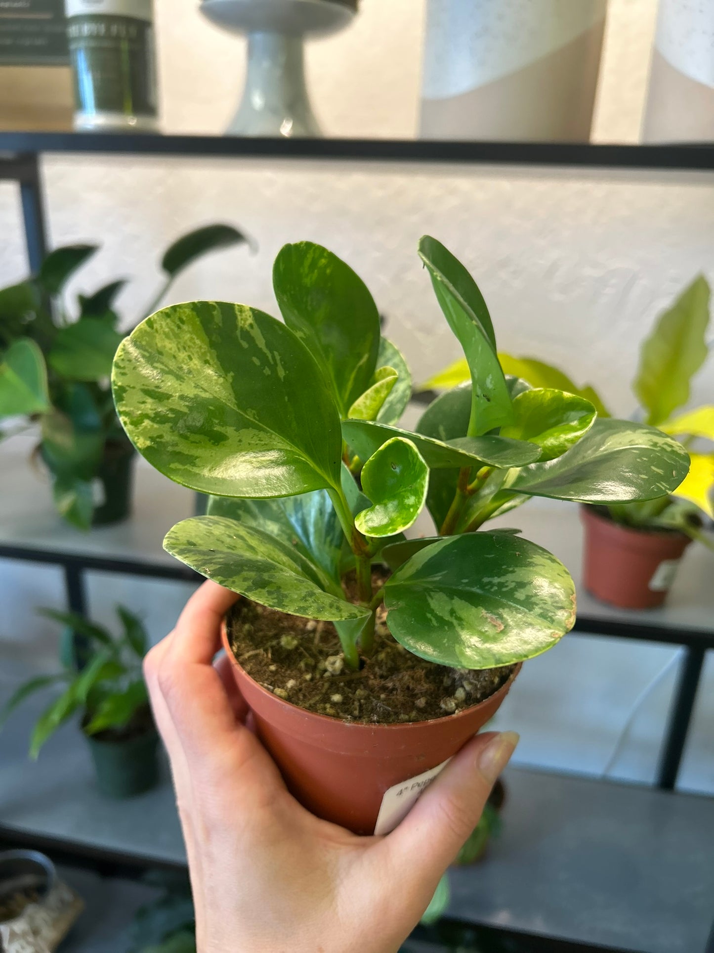 4" Peperomia Marble