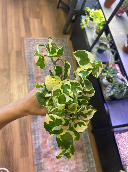 4" Pothos N'Joy