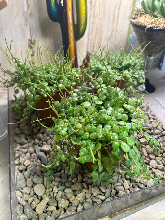 4" String of Turtles