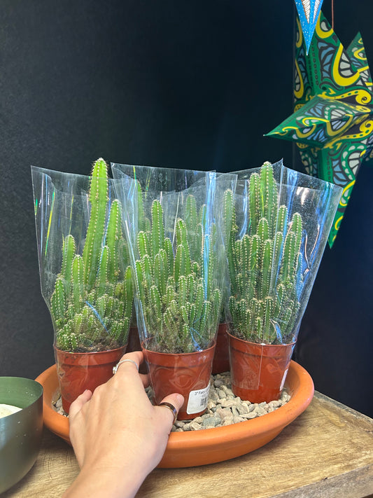 3" Fairy Castle Cactus
