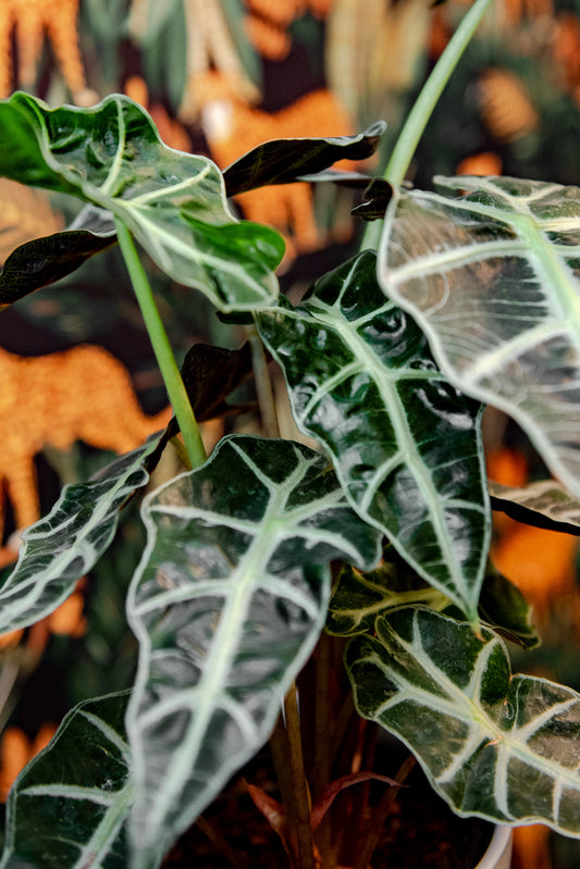 6" Alocasia African Mask