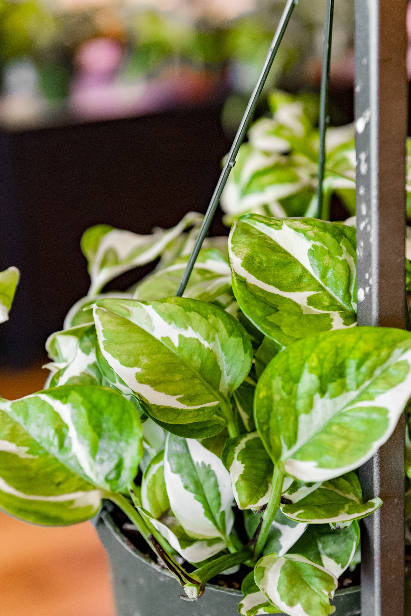 2" Pothos N'Joy
