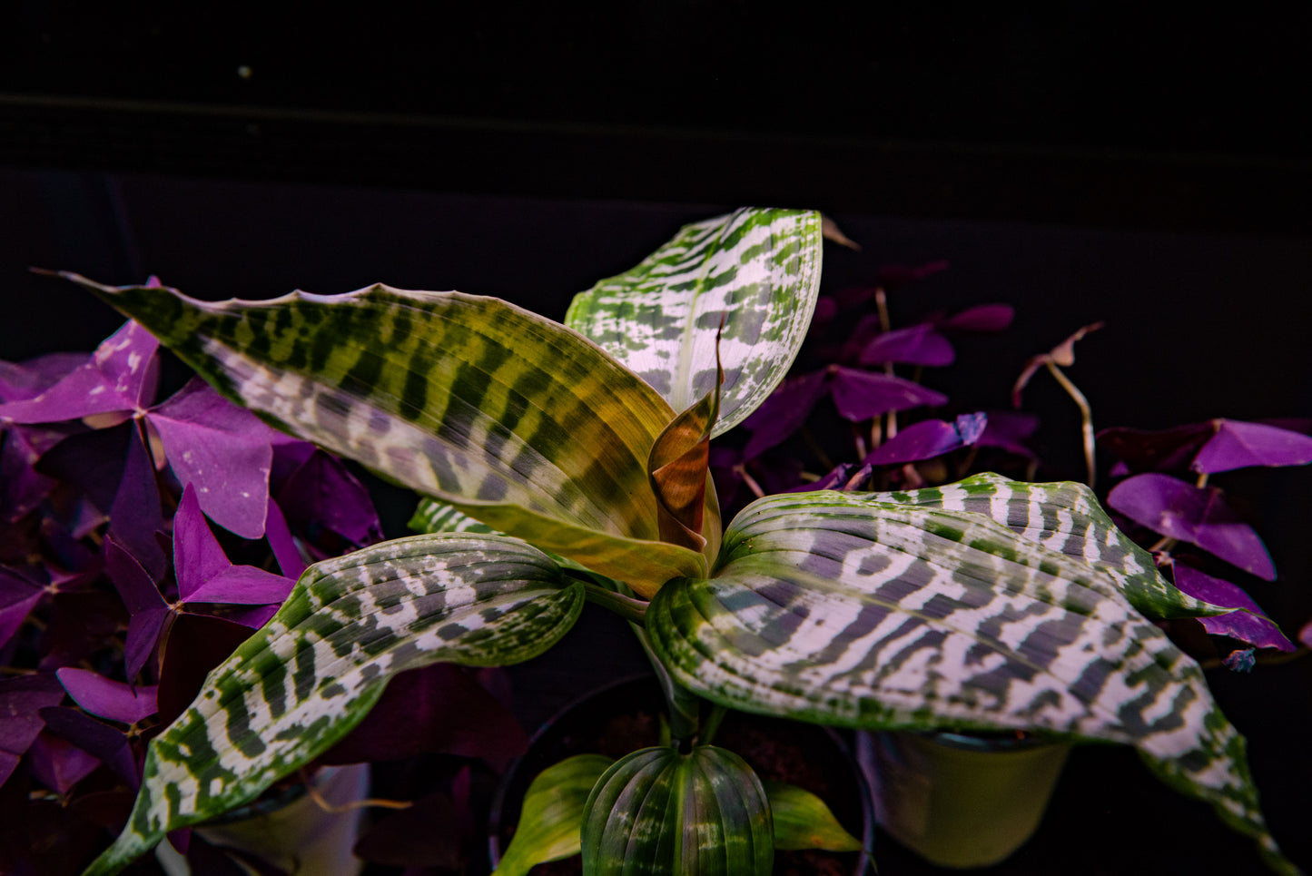 Purple Shamrock 4"