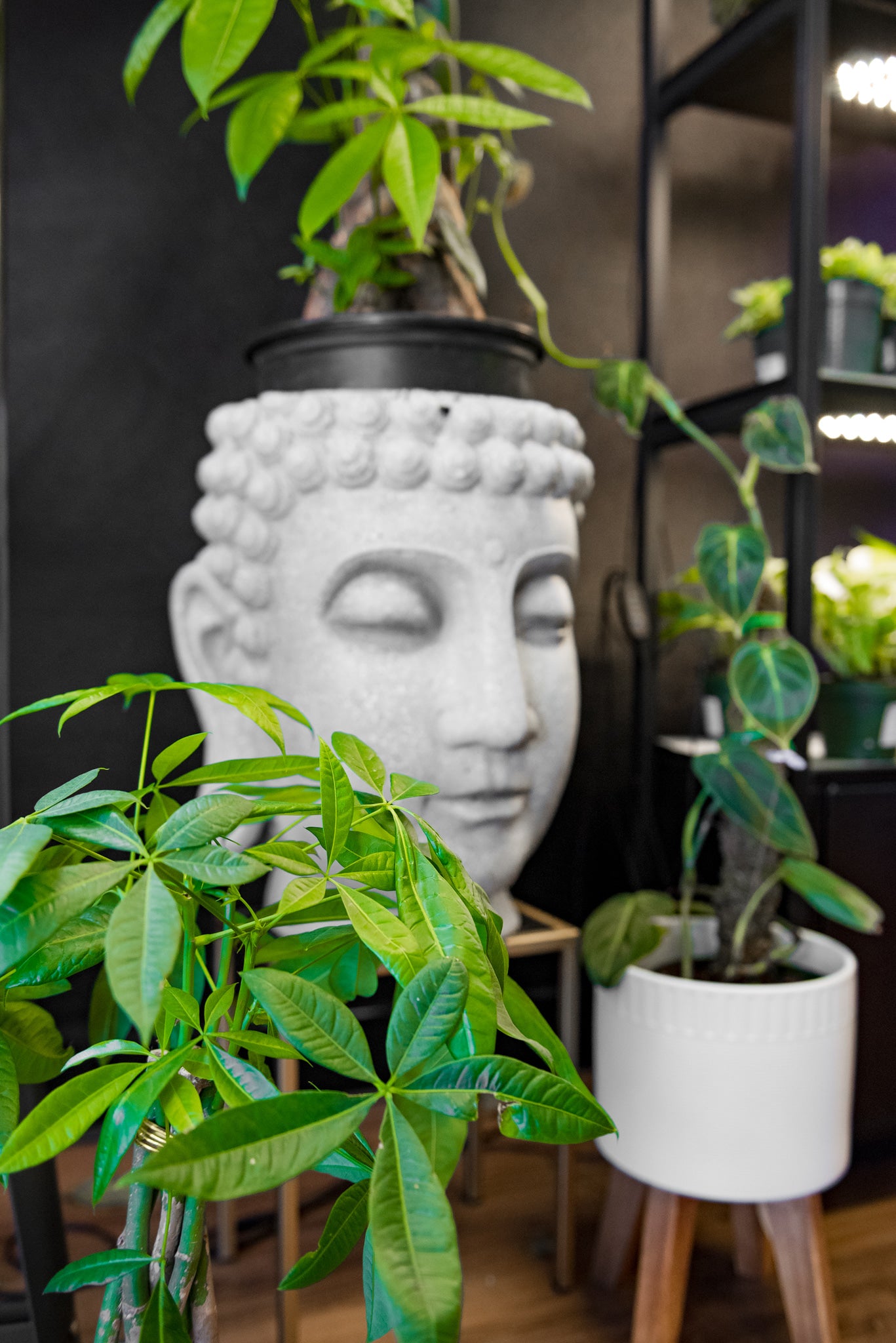 10" Braided Money Tree