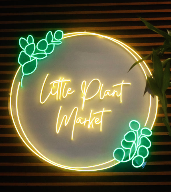 succulent plant market Rainchain Succulent Garden – Little Plant Market