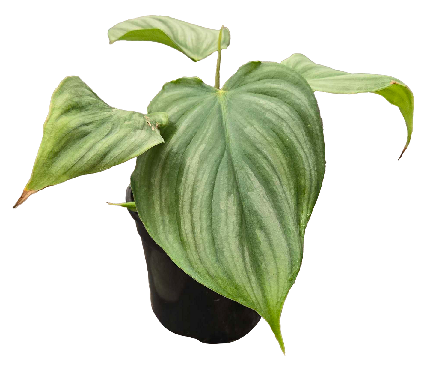Philodendron Pastazanum x Plowmanii 4"