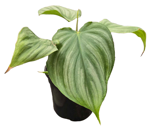 Philodendron Pastazanum x Plowmanii 4"