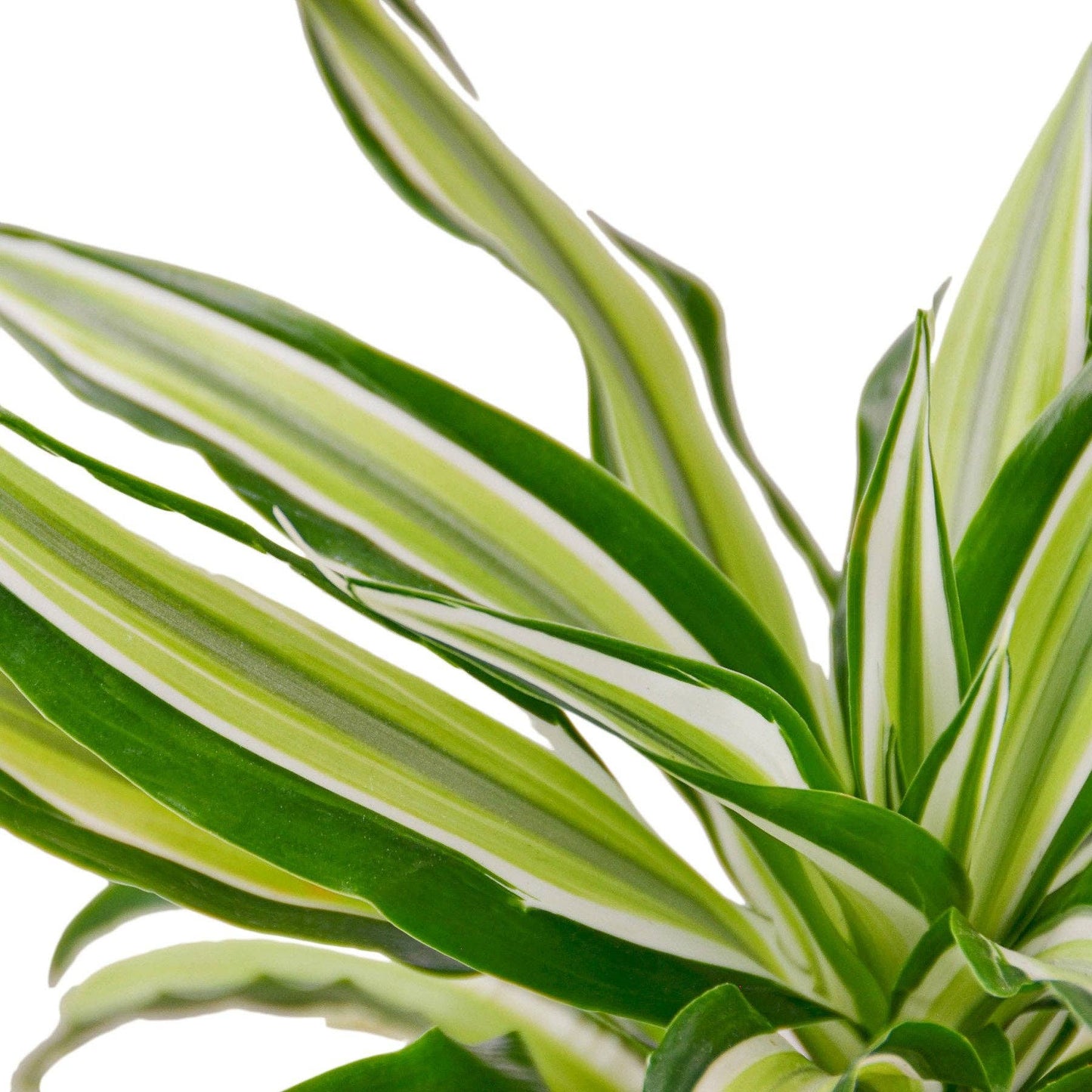 Dracaena 'Malaika' - Live Dragon Tree Plant: 4"