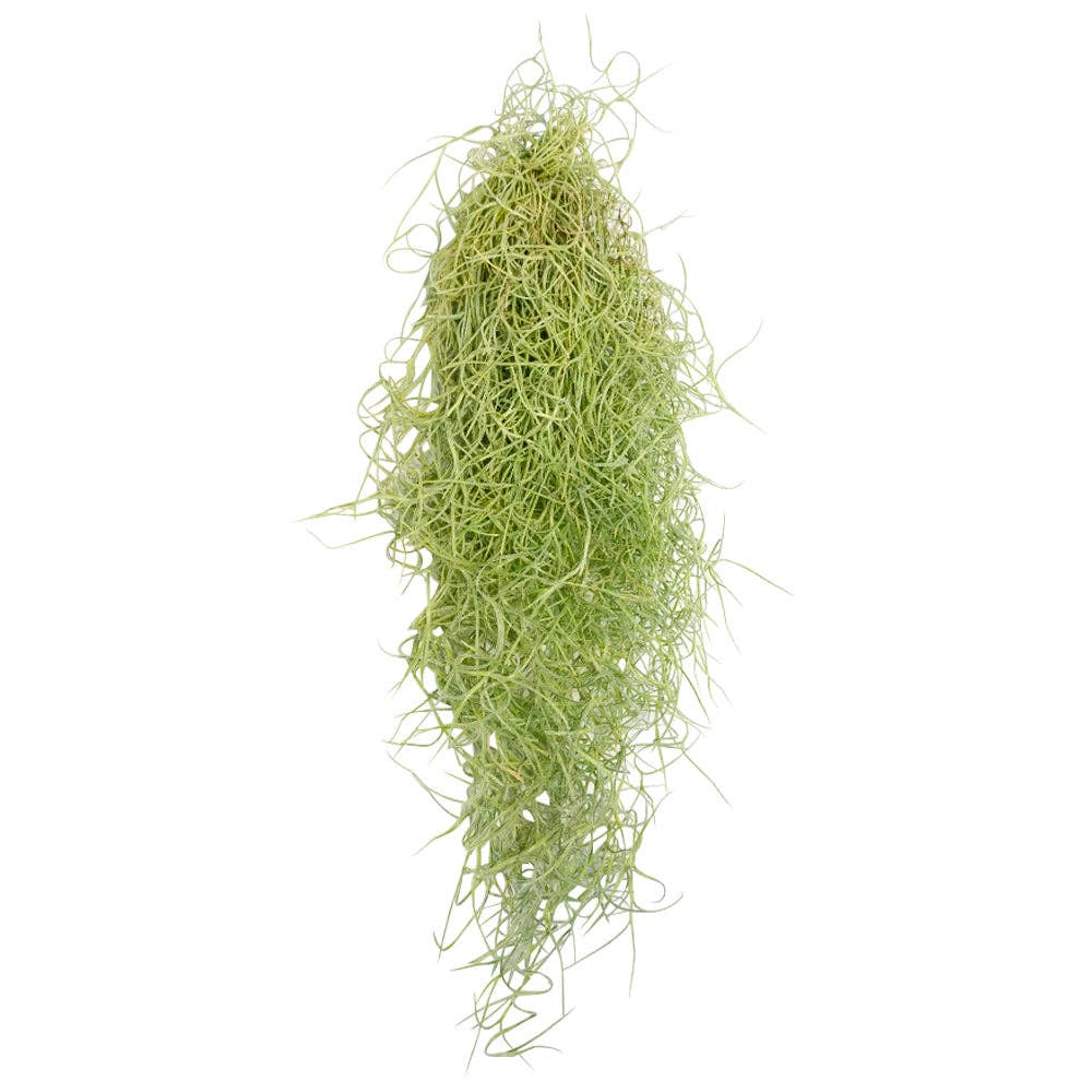 Spanish Moss Usneoides Air Plant, Fairy's Hair Live Plant: Clump 8-10'' long