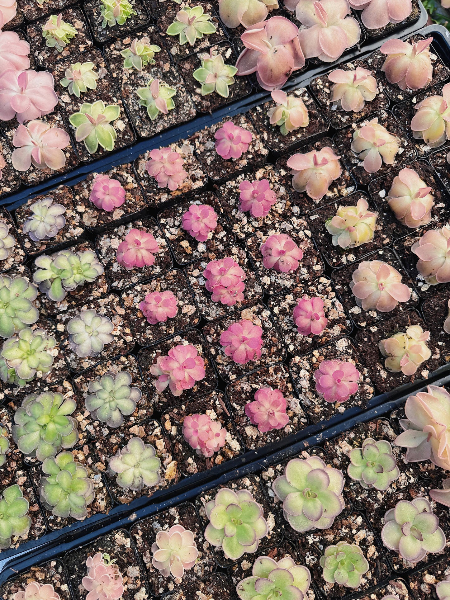 Pinguicula (Butterwort) Carnivorous Plant