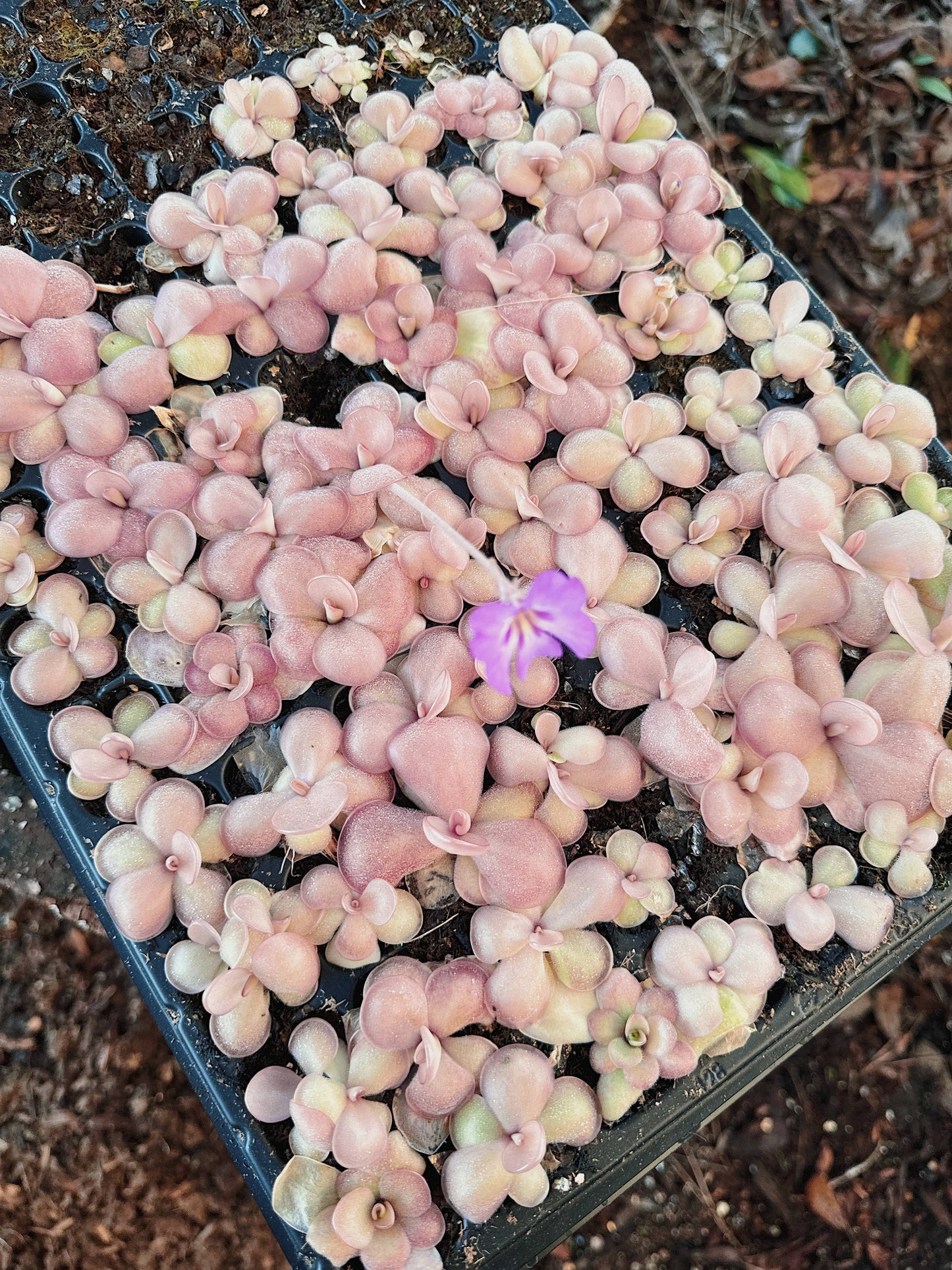 Pinguicula (Butterwort) Carnivorous Plant