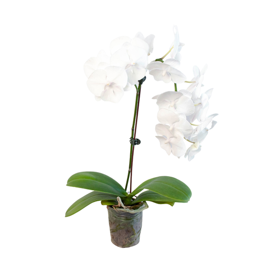 Orchid 'White Phalaenopsis': 5" Pot / Single Spike