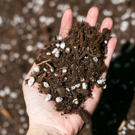 Ivy May Soil