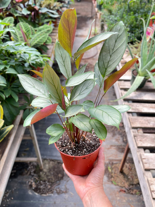 Calathea 'Grey Star' - 6"
