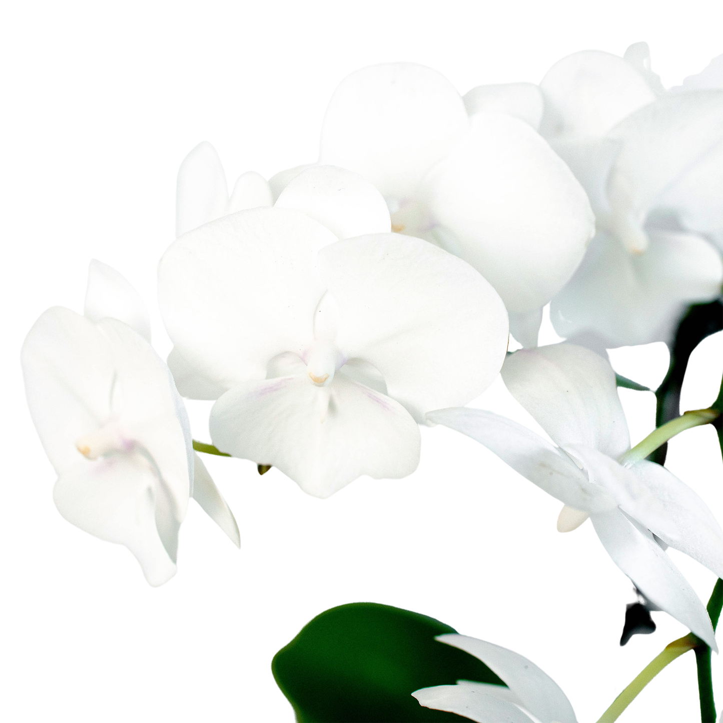 Orchid 'White Phalaenopsis': 5" Pot / Single Spike