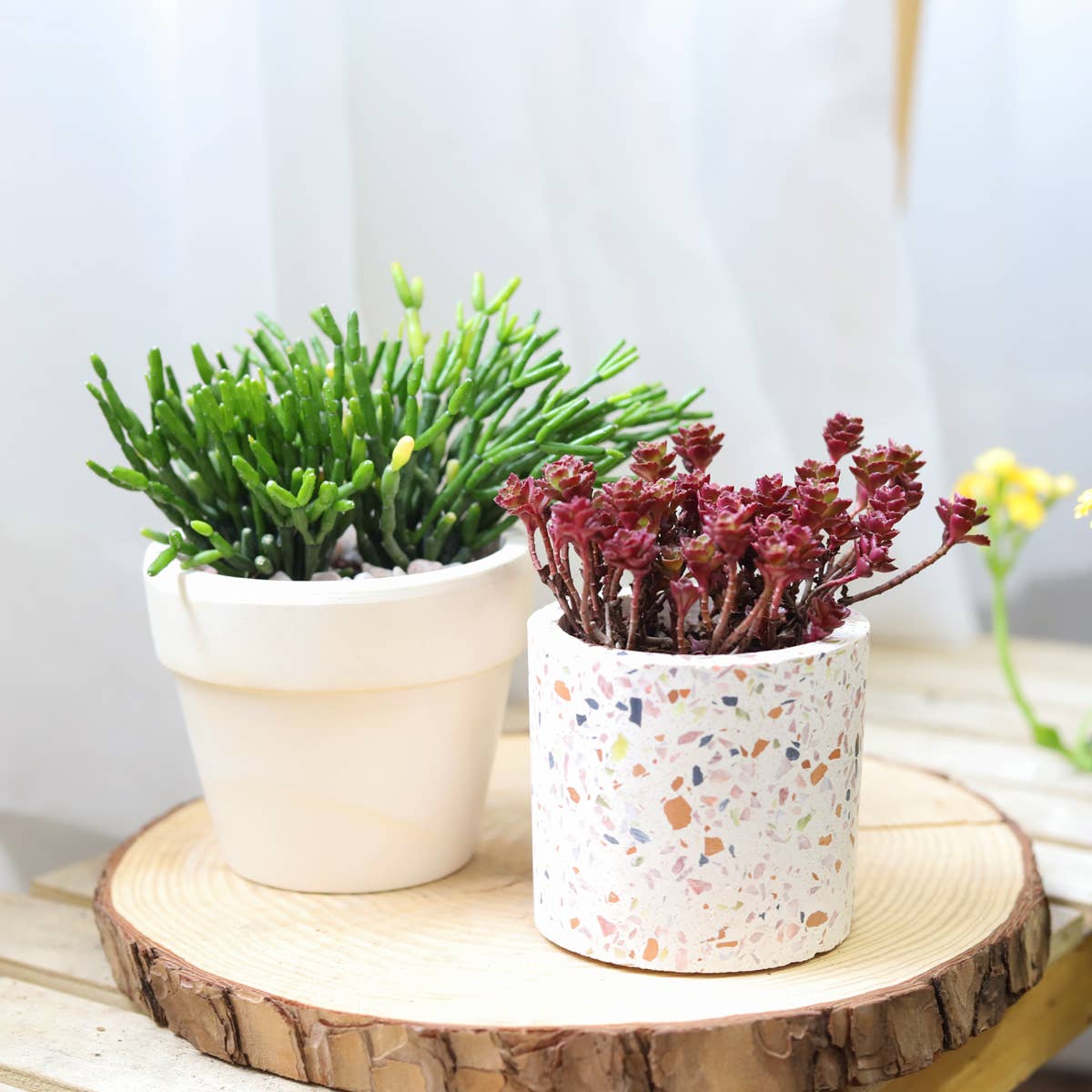 Mystery Succulents - Fully-rooted 2.0" Pot Plants