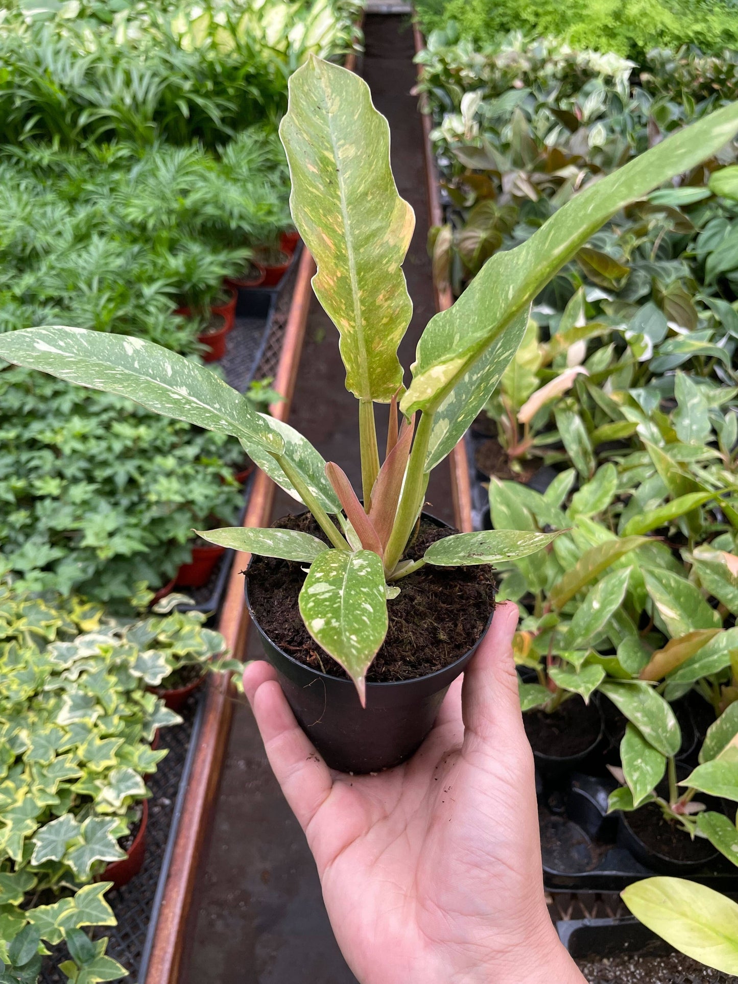 Philodendron 'Variegated Ring of Fire  4"