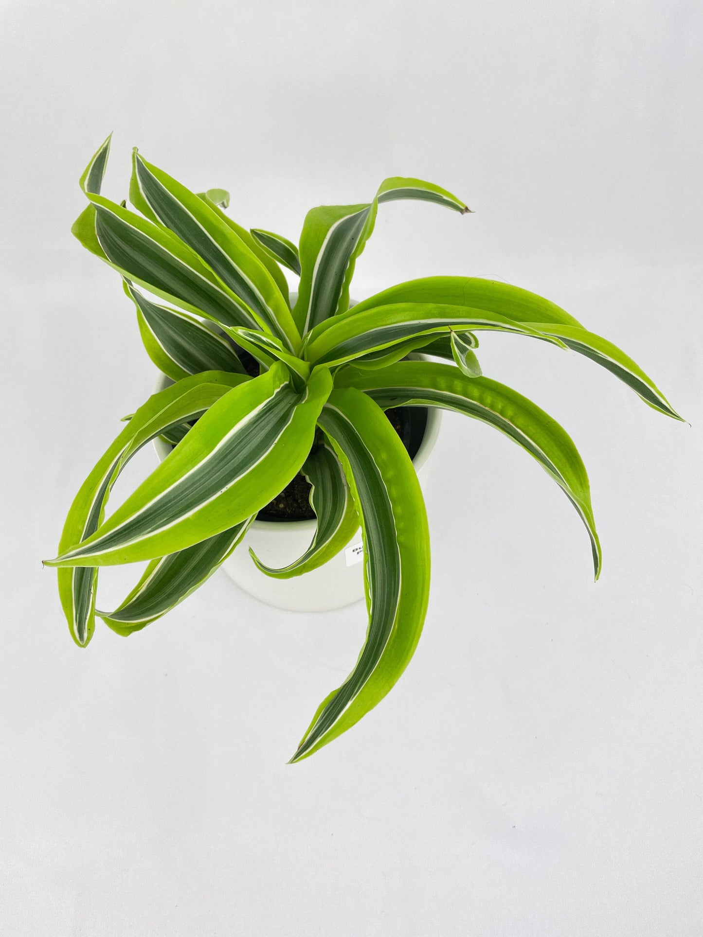 Dracaena Lemon Lime