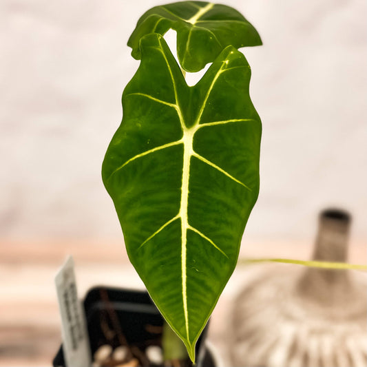 4" Alocasia Velvet Elvis