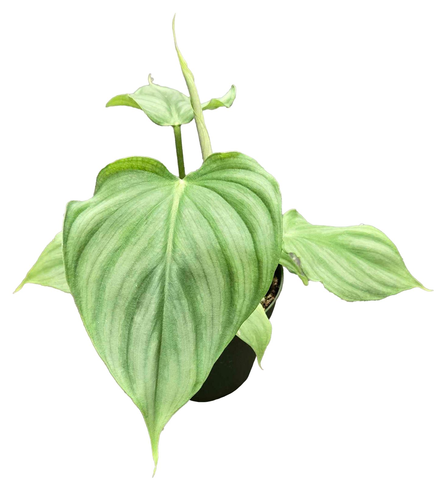 Philodendron Pastazanum x Plowmanii 4"