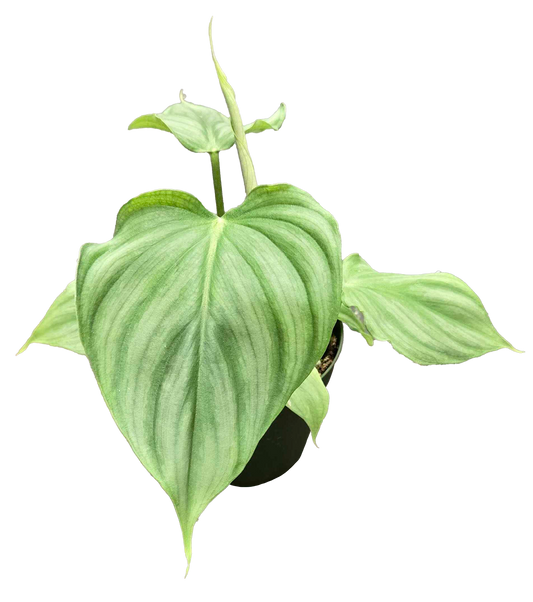 Philodendron Pastazanum x Plowmanii 4"