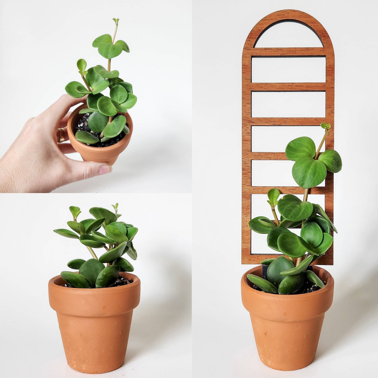 Ladder-Style Arch Trellis : Mini (9.5" tall for 2-3" pots)