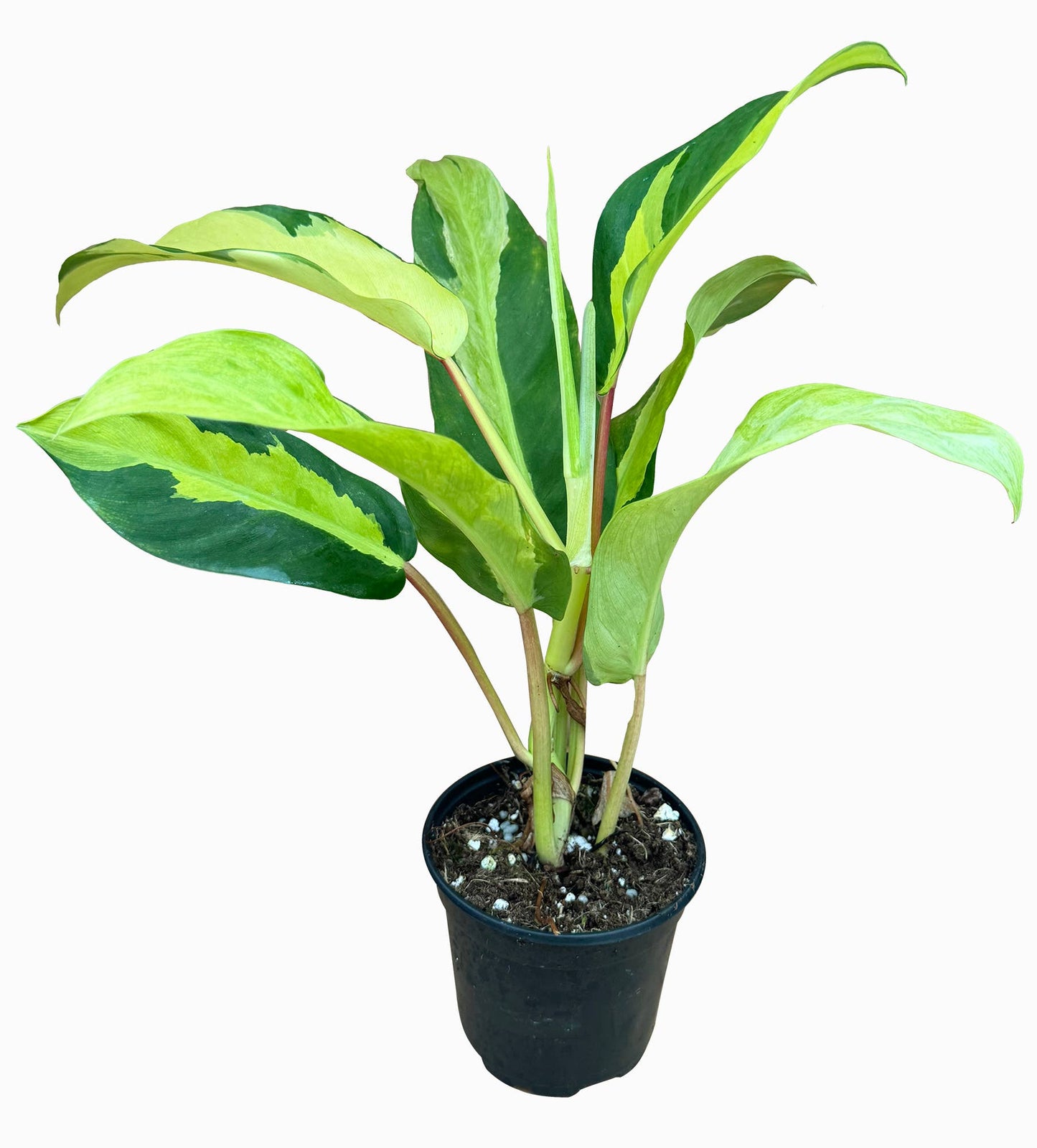Philodendron Thai Sunrise 4"