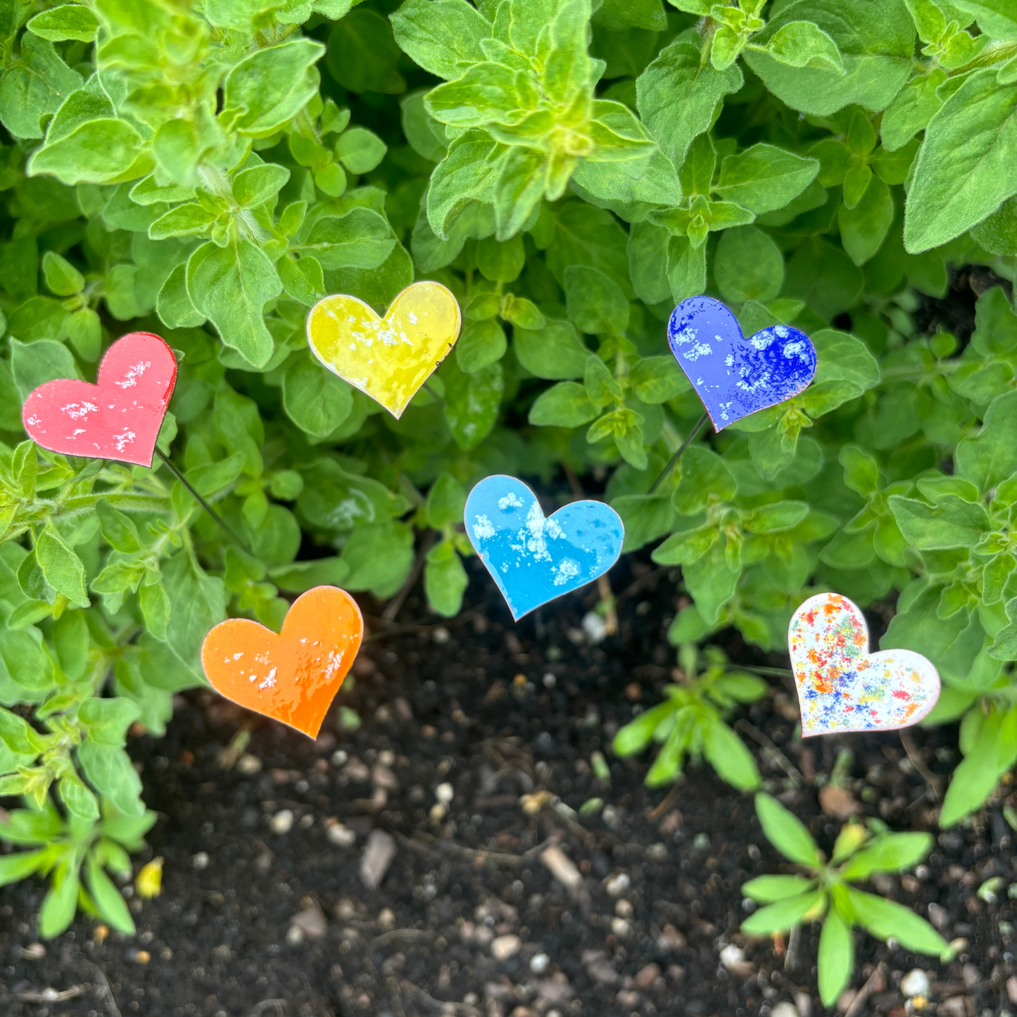 Small Heart Display Bucket Set- (price/stem incl bucket)