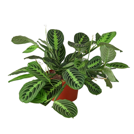 Maranta 'Lemon Lime': 4"