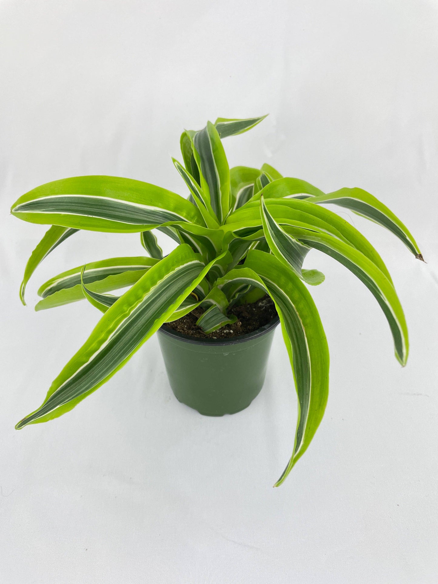 Dracaena Lemon Lime