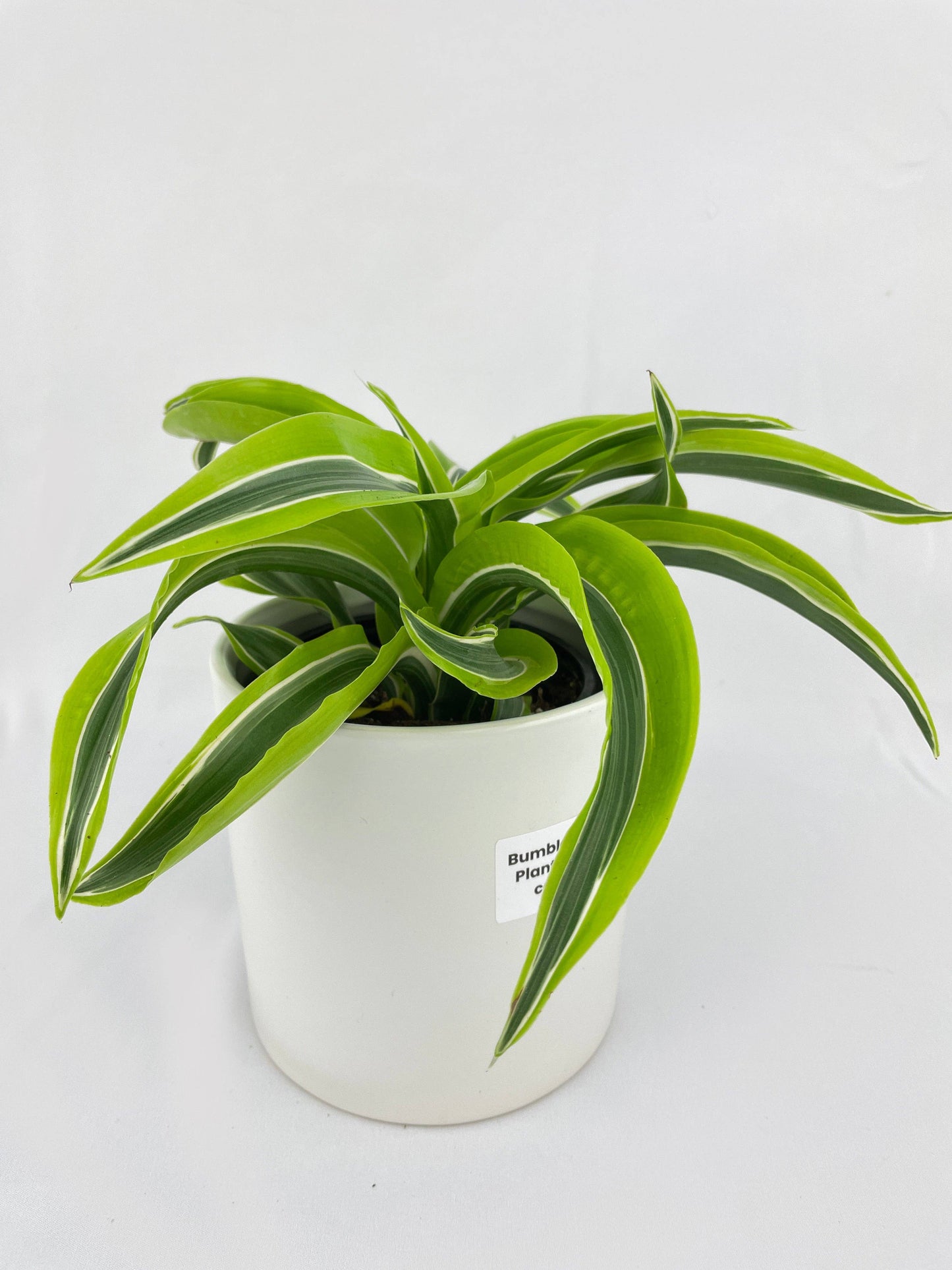 Dracaena Lemon Lime