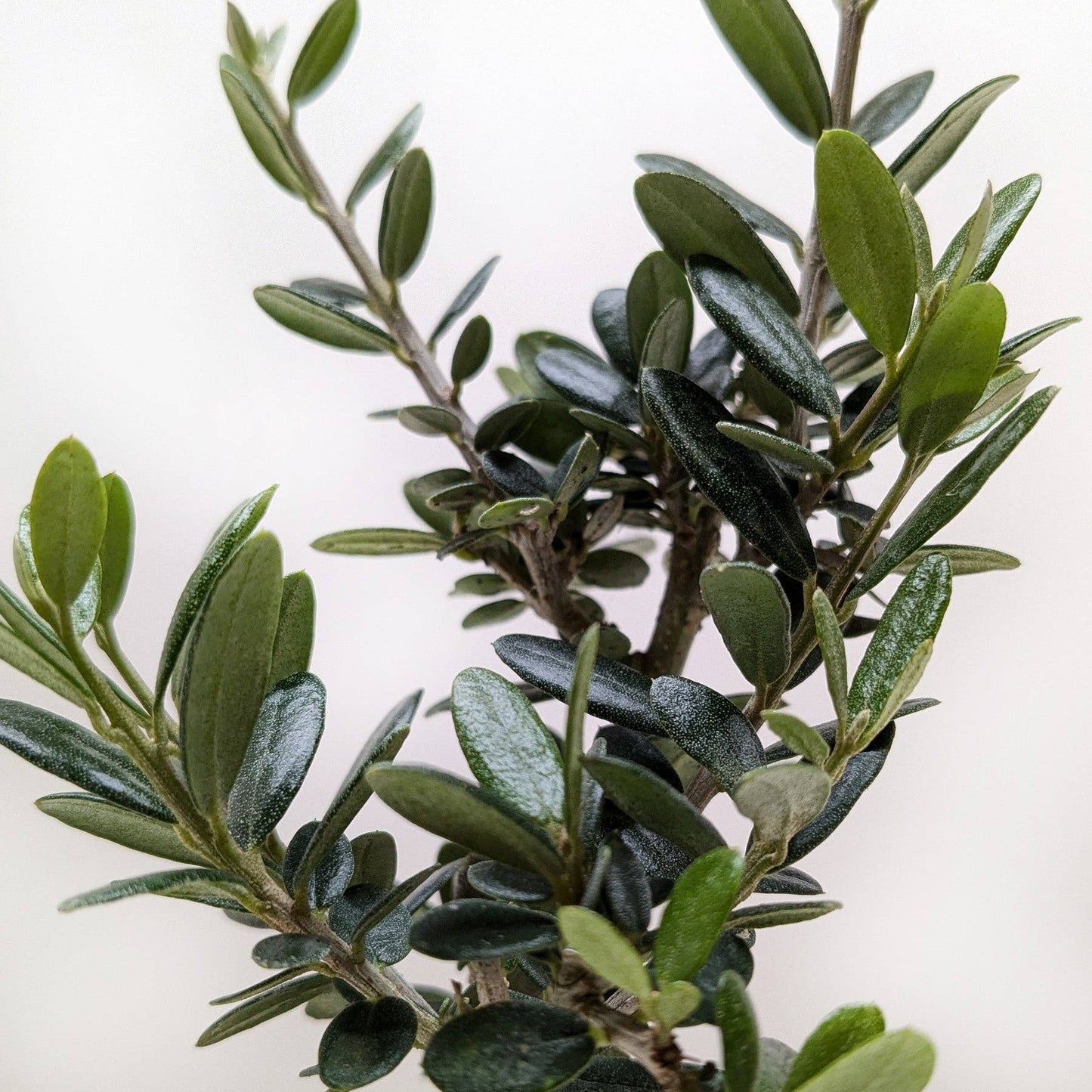 Olive Tree (Olea europaea): 4"