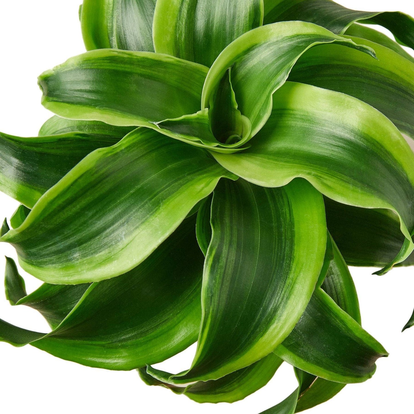 Dracaena 'Tornado' - 4"