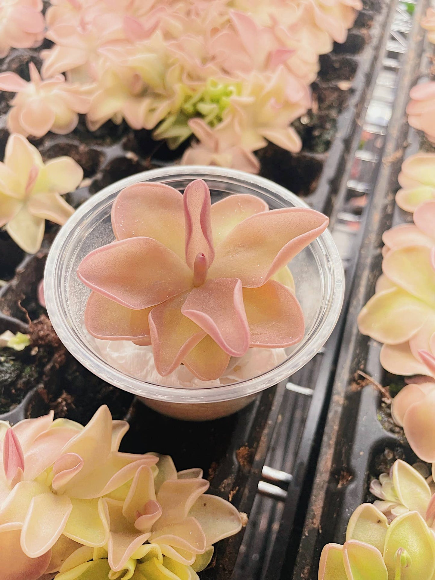 Pinguicula (Butterwort) Carnivorous Plant