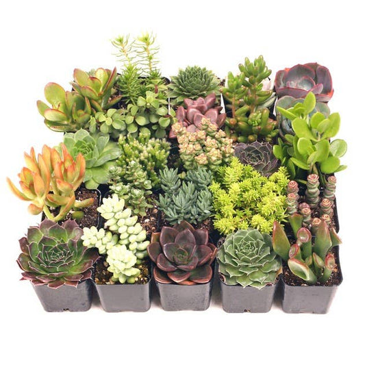 Super Variety Succulents Pack, 25 Varieties, 1 of Each : 25-Pack (25 Varieties)