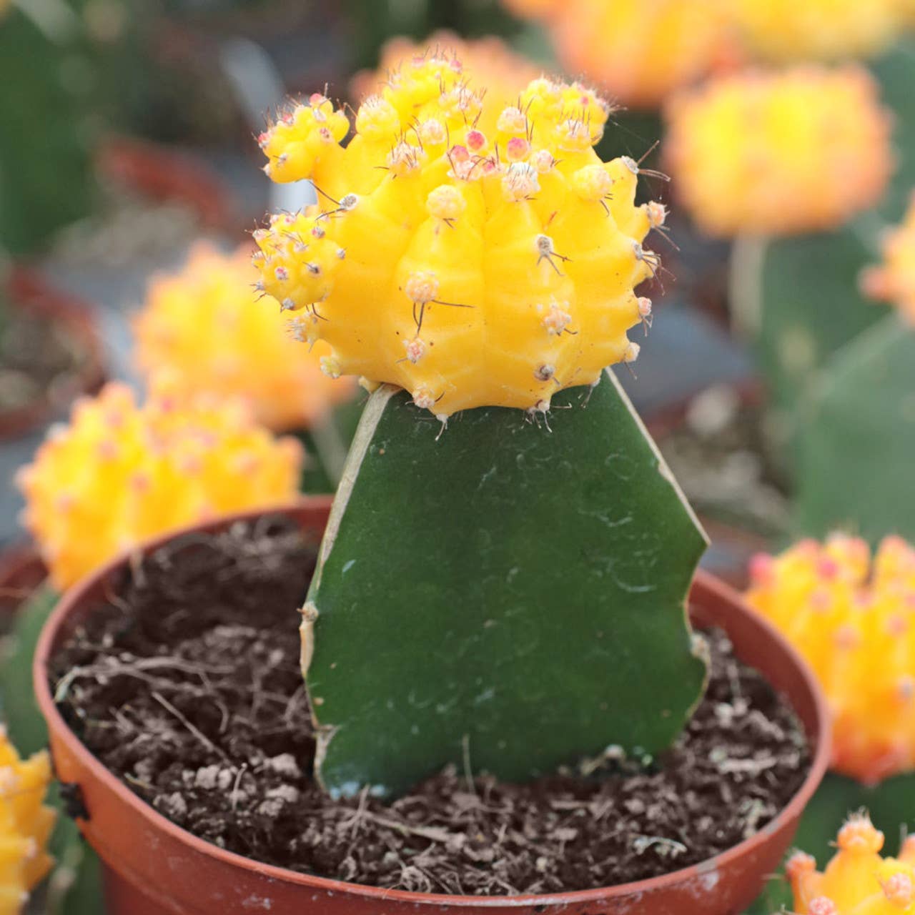Moon Cactus Yellow 2"