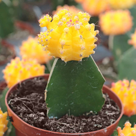 Moon Cactus Yellow 2"