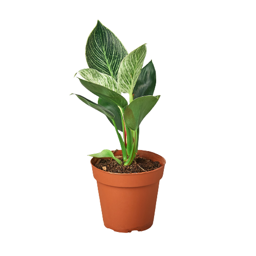 Philodendron 'Birkin': 4"